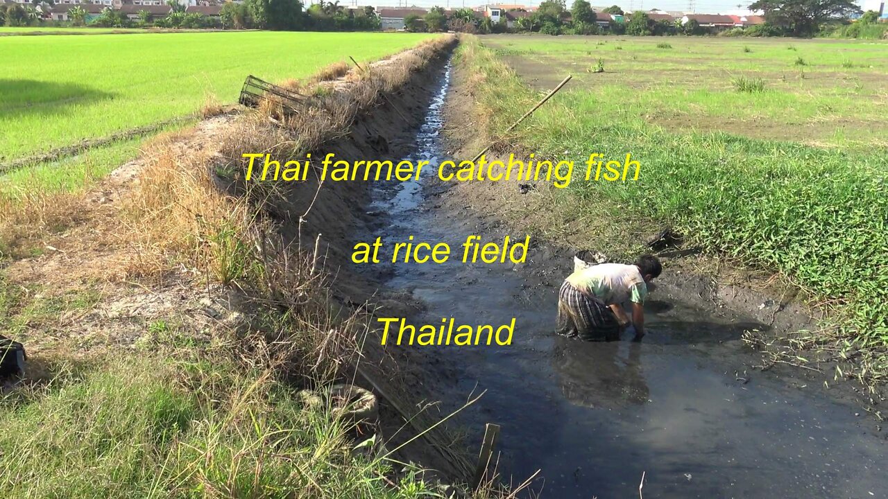 Thai farmer fishing at rice field in Thailand