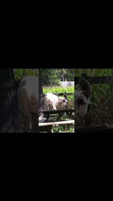There's A Goat On The Table #Shorts 😎