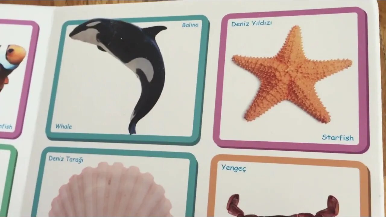 Aylin Learning Animal Names #kidslearning #viral #kidstv #animalnameforkids