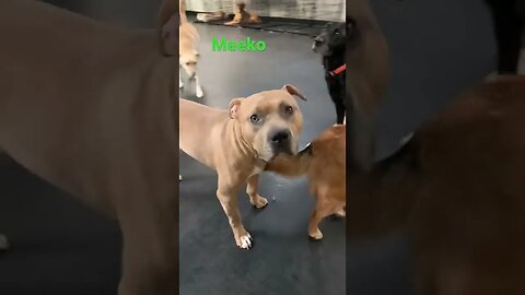 [Shorts 0082] MEEKO [#dogs #doggos #doggies #puppies #dogdaycare]