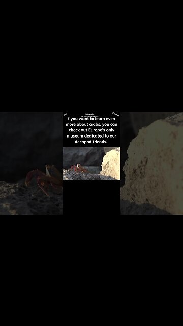 There's even a Crab Museum you can visit! #crab #shorts