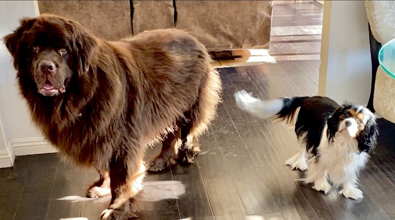 Newfie And Cavalier Just Can’t Wait To Go Outside