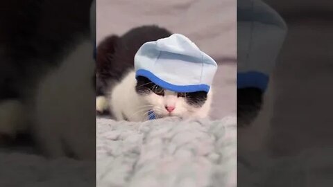 funny animal video