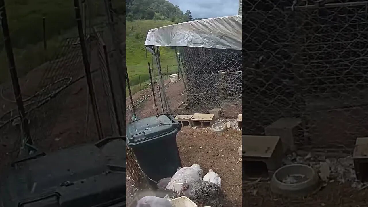 Farm cam. Guns fowl keets playing it safe in the dog yard