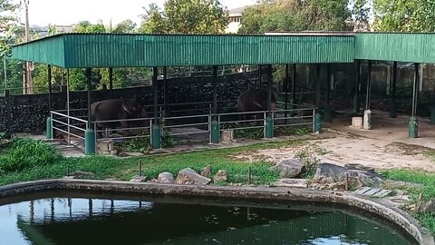 Elephants home at the zoo. 🥰