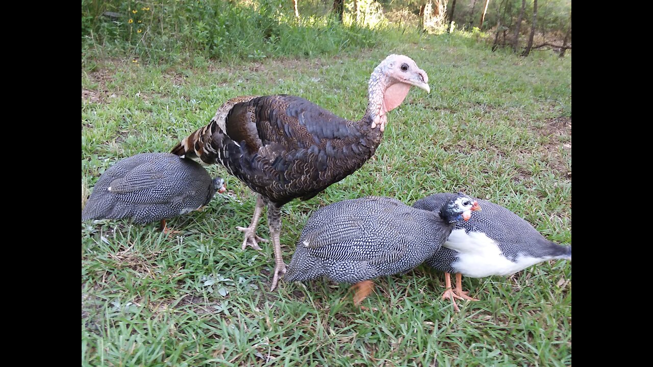 Guinea Fowl Alarm System At Work