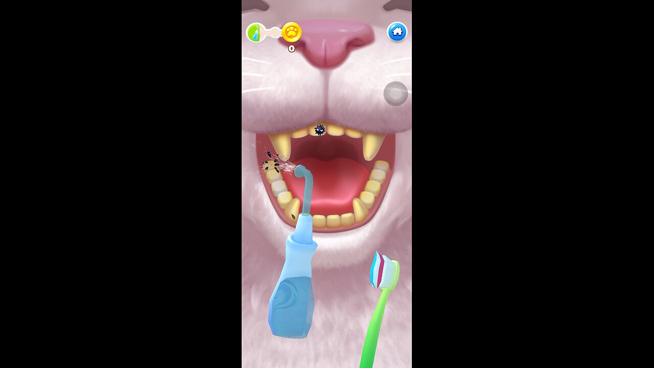 The dental hygiene of my pet Fuffy