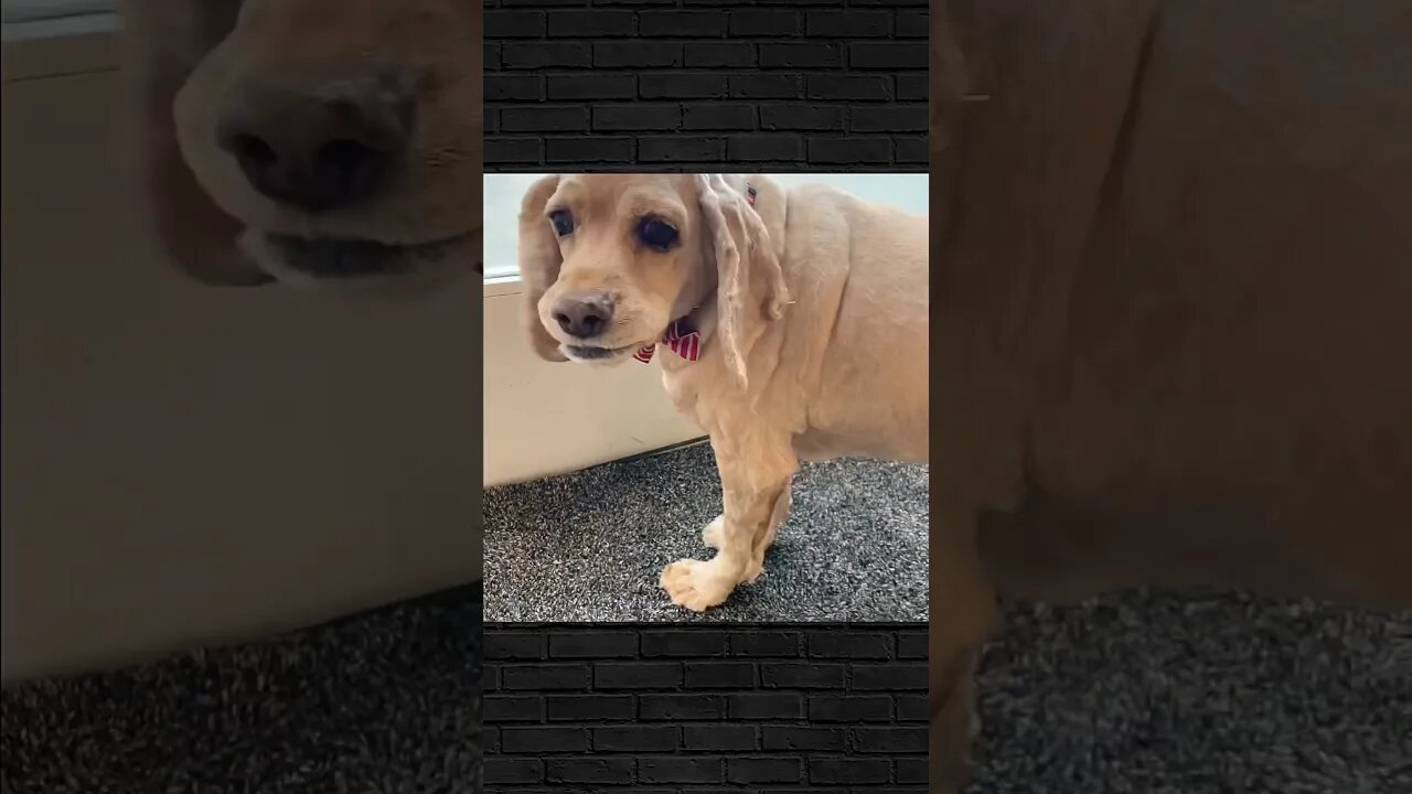 Sweet Cocker Spaniel gets cleaned up.