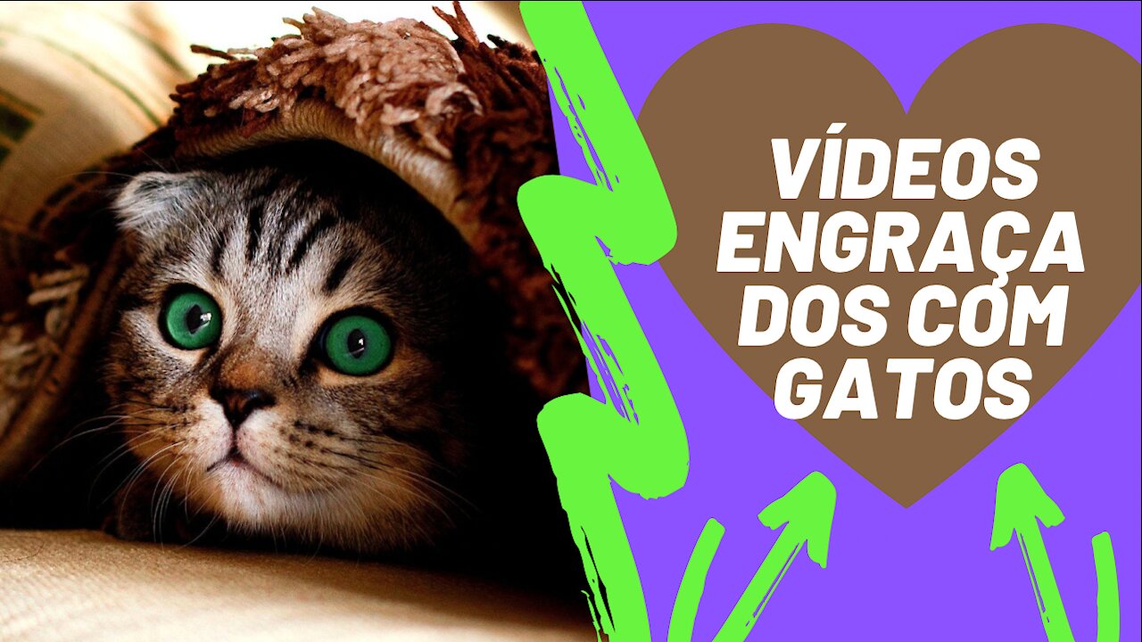 vídeos engraçados com gatos