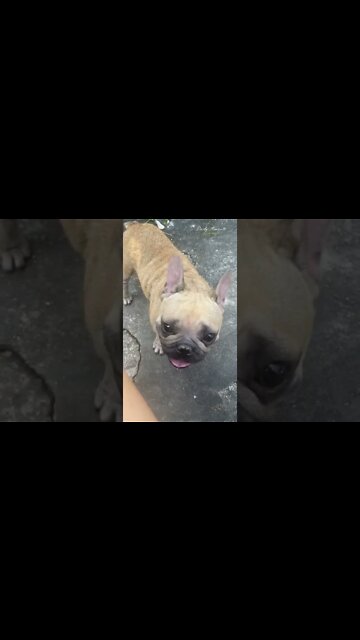 I saved the dog and now he follows me, do I go up and release the dog into the wild?