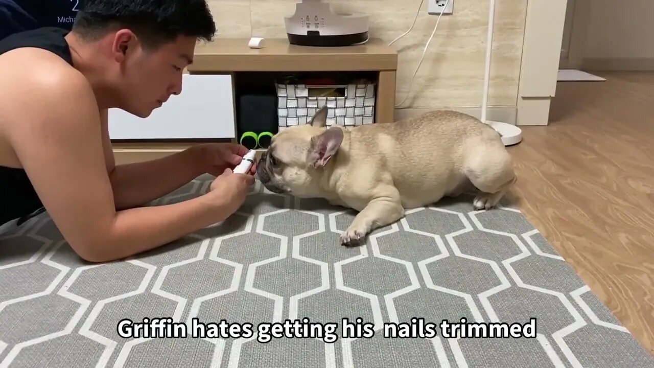 Funny Differences Between Male and Female French Bulldogs