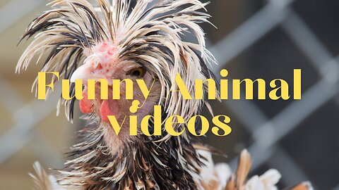 Fun Animal videos