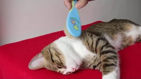 Brushing Makes the Cat Fur Shine