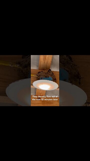 Baby birds on the porch