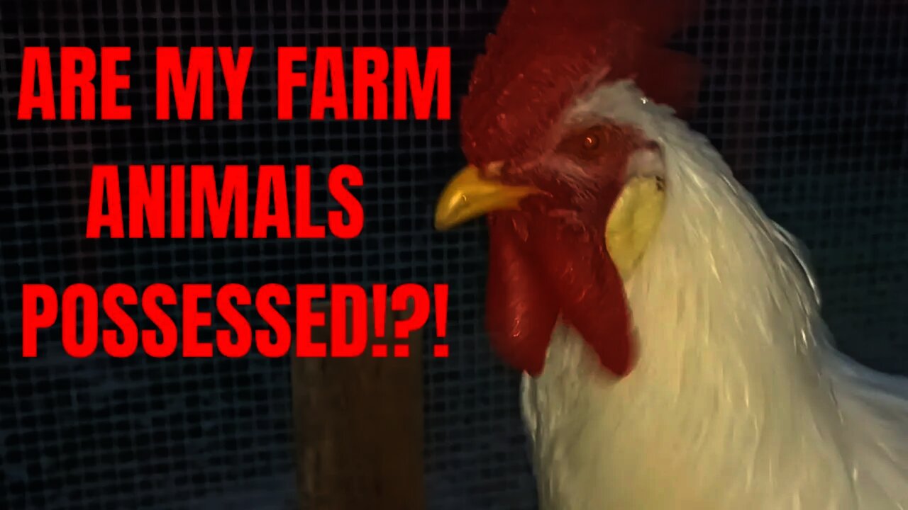 I Think My Farm Is HAUNTED! DEMON DOGS and RABID ROOSTERS!