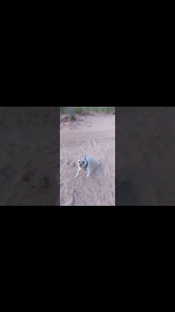 Drying off at the beach! #Apollo #puremichigan #northernmichigan #tiktok #shorts #doggodoingthings