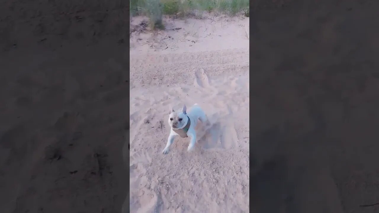 Drying off at the beach! #Apollo #puremichigan #northernmichigan #tiktok #shorts #doggodoingthings