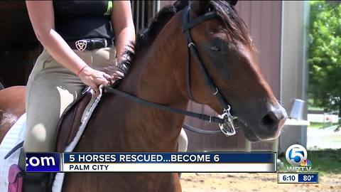 Foal born after horses rescued in Indian River County, recovering in Palm City