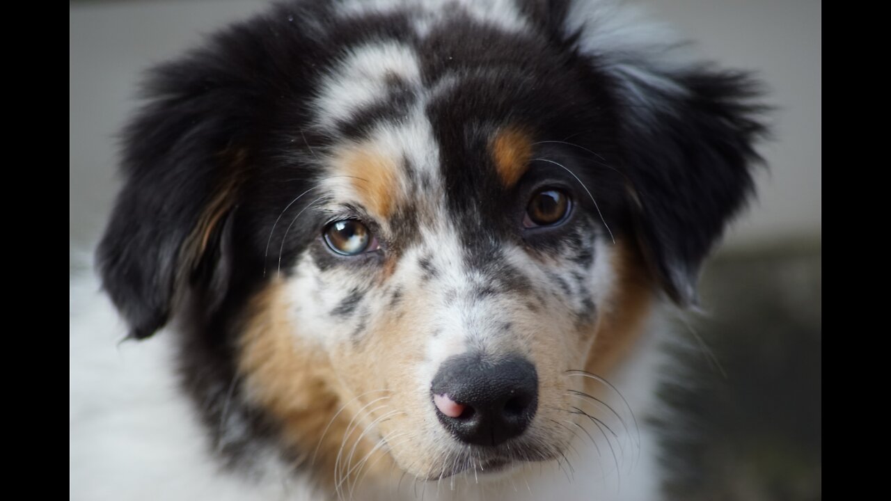 Dog not falling for his owners trick - gets his revenge