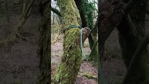 climbing a tree to finish a ridge line. POV GoPro 22nd March 2023