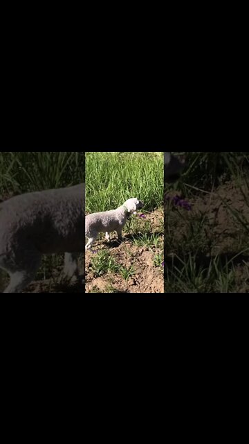 Cute little dog barks at horse 😆 horses reaction is priceless