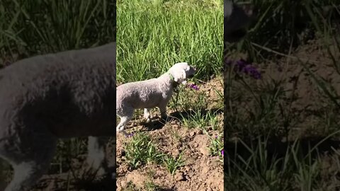 Cute little dog barks at horse 😆 horses reaction is priceless