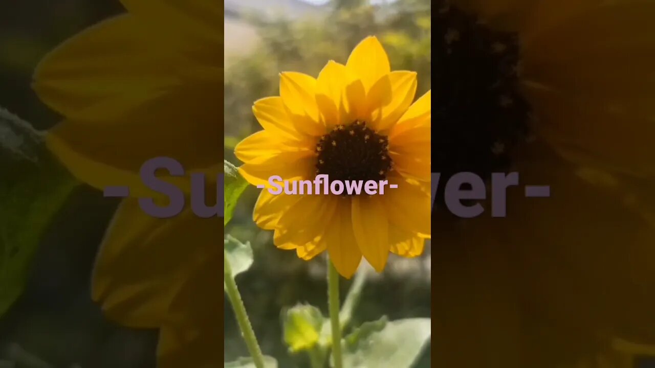 Sunflower
