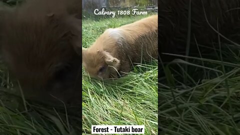 Forest - KuneKune Tutaki boar