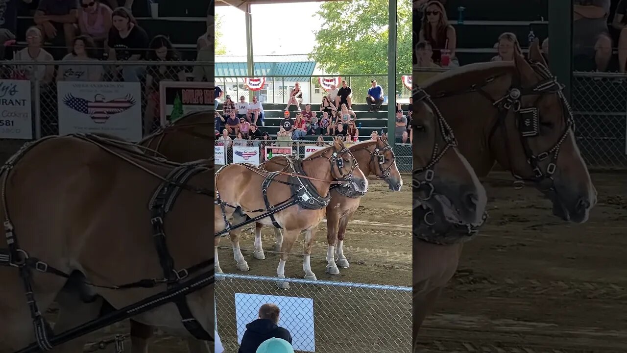 Windsor Fair, Horse Pull, 2023 Winning Team Part 2