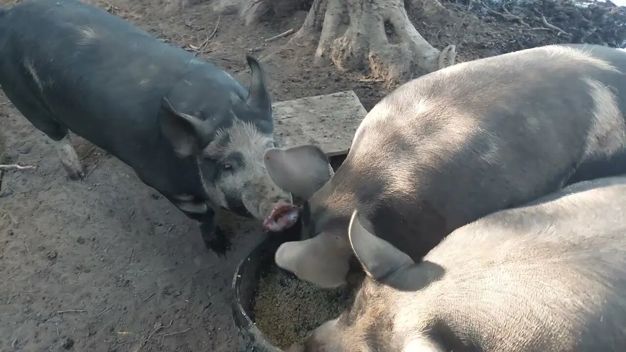 Noisy hogs