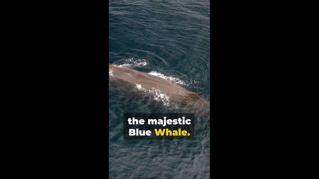 Blue Whale: The Ocean's Gentle Giant #bluewhales #deepbluesea #viral