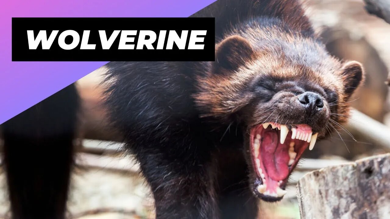 Wolverine 🐻 The Little-Known Beast Of The North