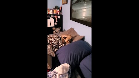Bedtime frenchies!