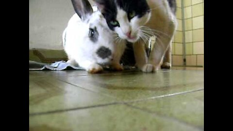 CAT PLAYING WITH BUNNY