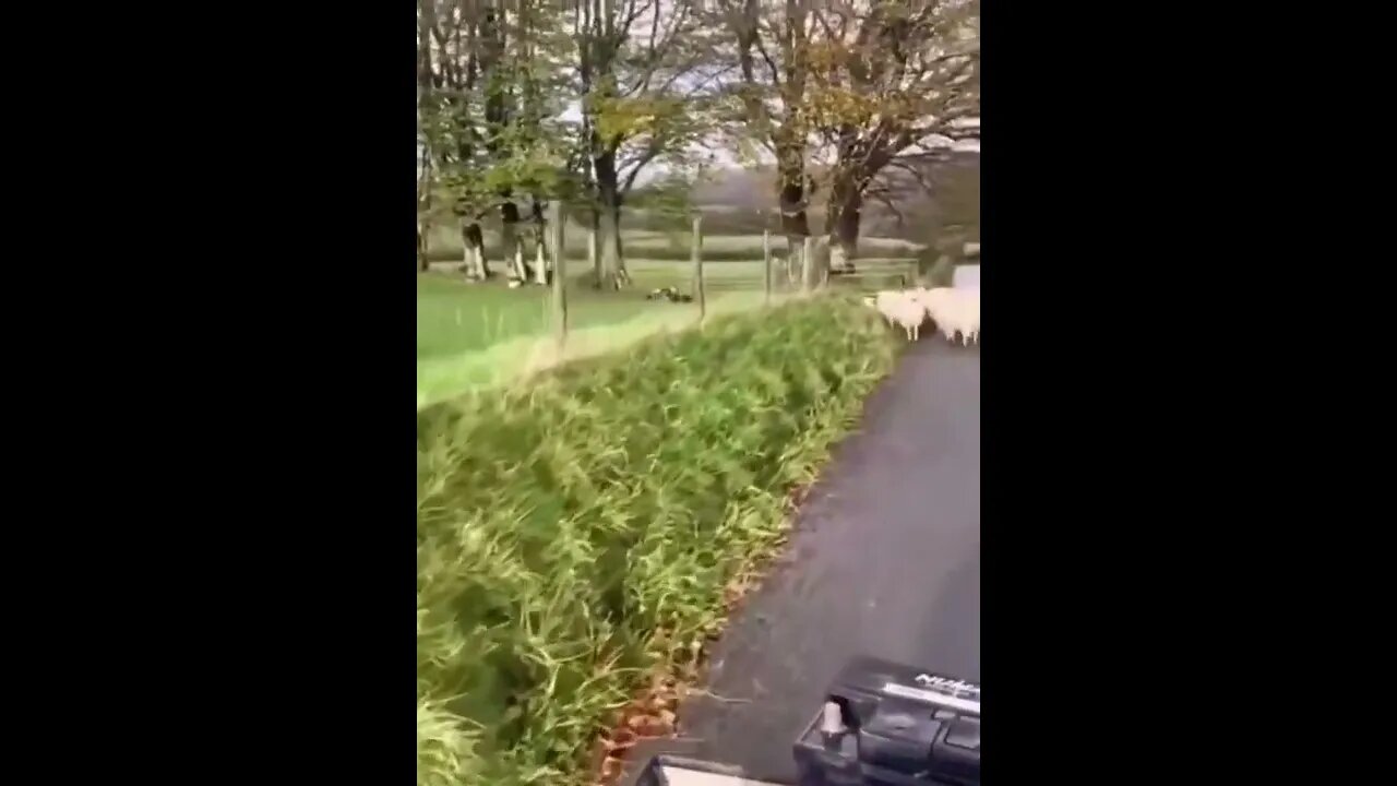 super doggo leaps over fence to head off escaping sheep down side road