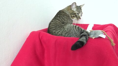 Fluffy Cat Leaves His Crib