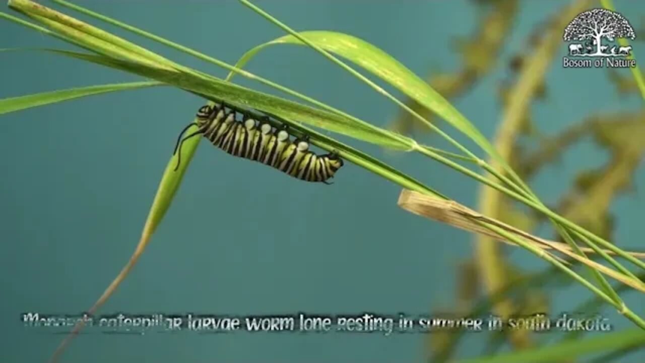 Monarch caterpillar larvae worm lone resting in summer in south dakota