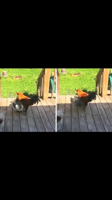 Rooster playing with aluminum bowl