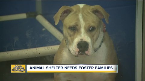An animal shelter in Elyria needs families!