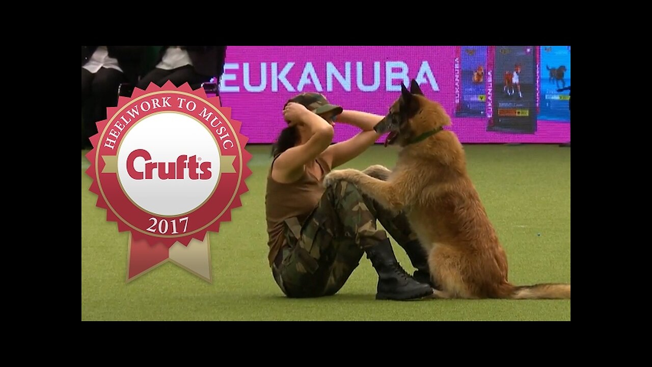 Amazing Dog Performs CPR, Squats and Press Ups in Heelwork To Music Routine