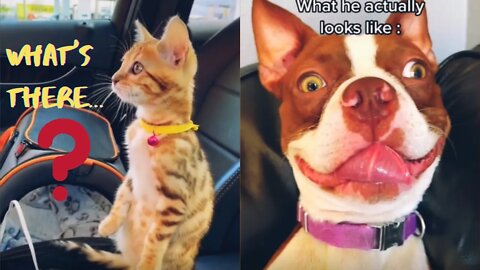 3 minutes video of cute animals, funny dogs and cats