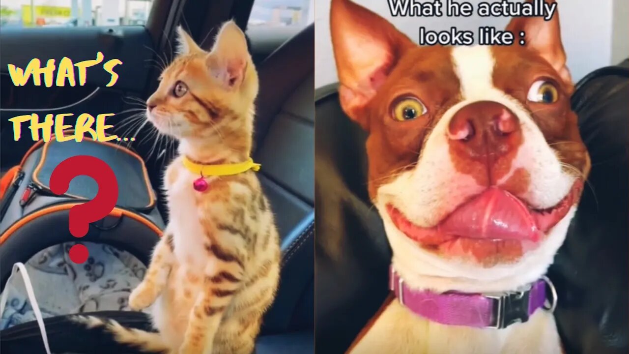 3 minutes video of cute animals, funny dogs and cats