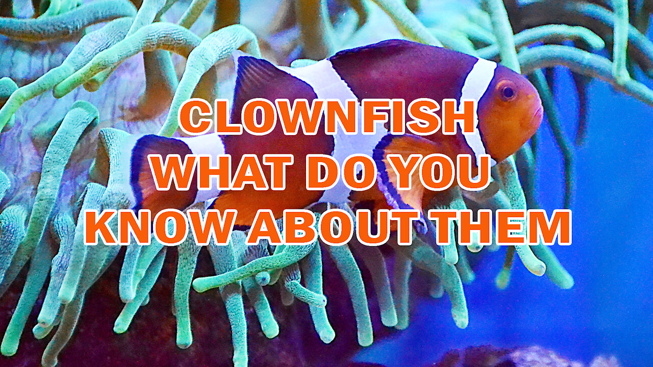 CLOWNFISH | WHAT DO YOU KNOW ABOUT THEM?