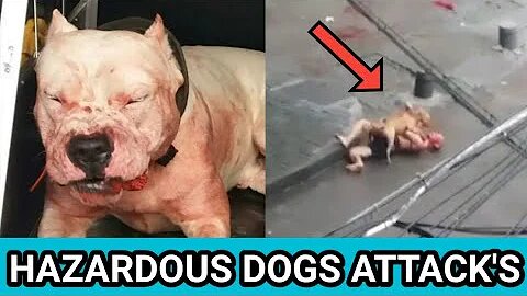 Hazardous dogs attack's on streets, bite's Humans & Kids