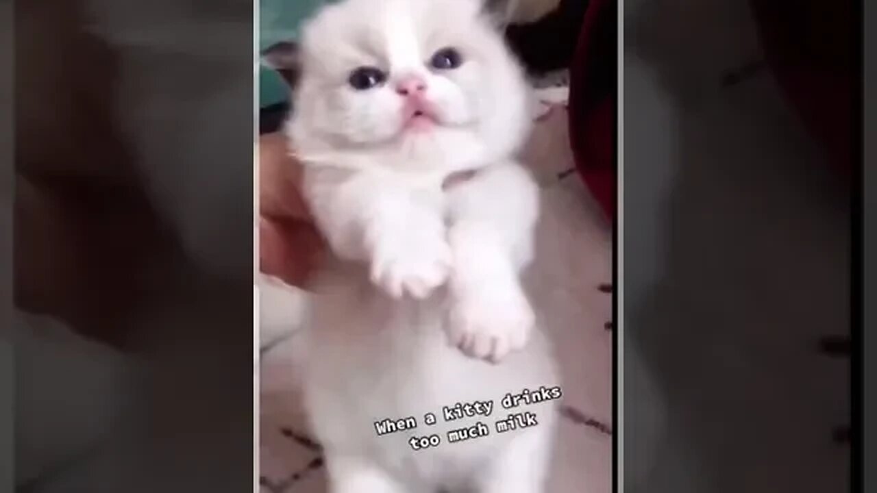 Celo Pets Animais Engraçados Funny Animals Channel #cat #dog #funny #engraçado #viral #shorts18