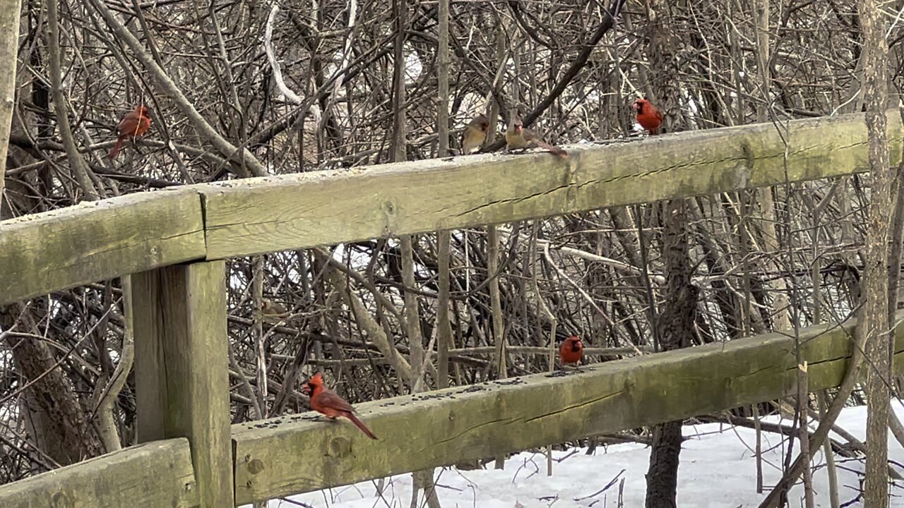 Cardinals James Gardens Toronto 4