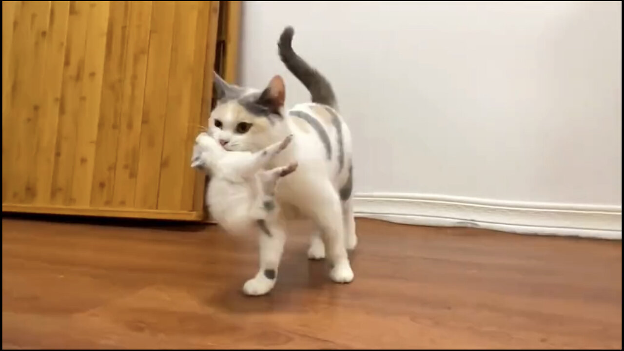 Amazing cat 🐈 trending video