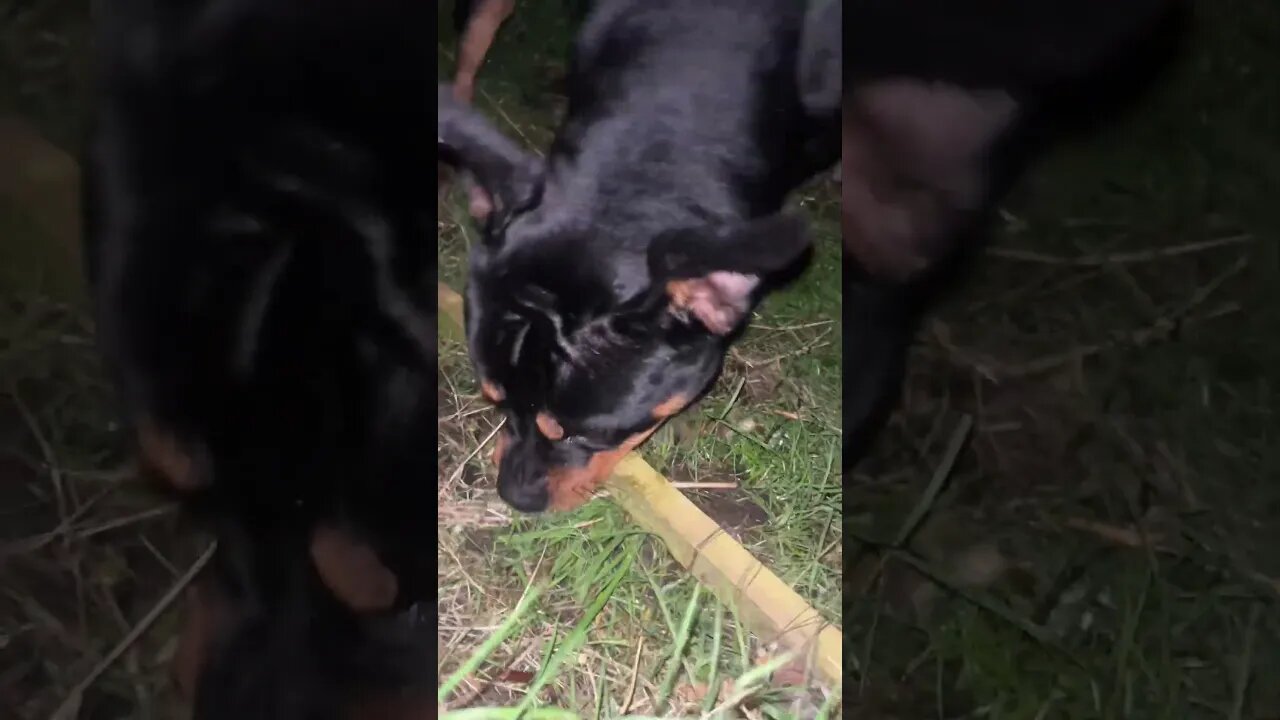 The Most Funniest Dog Ever 😂 (must watch) [4K] #shorts #short #rottweiler #dog #subscribe