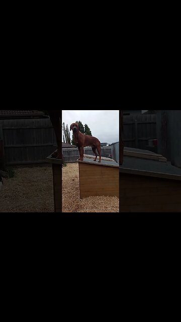 Rhodesian Ridgeback Hides From Puppies on The Roof
