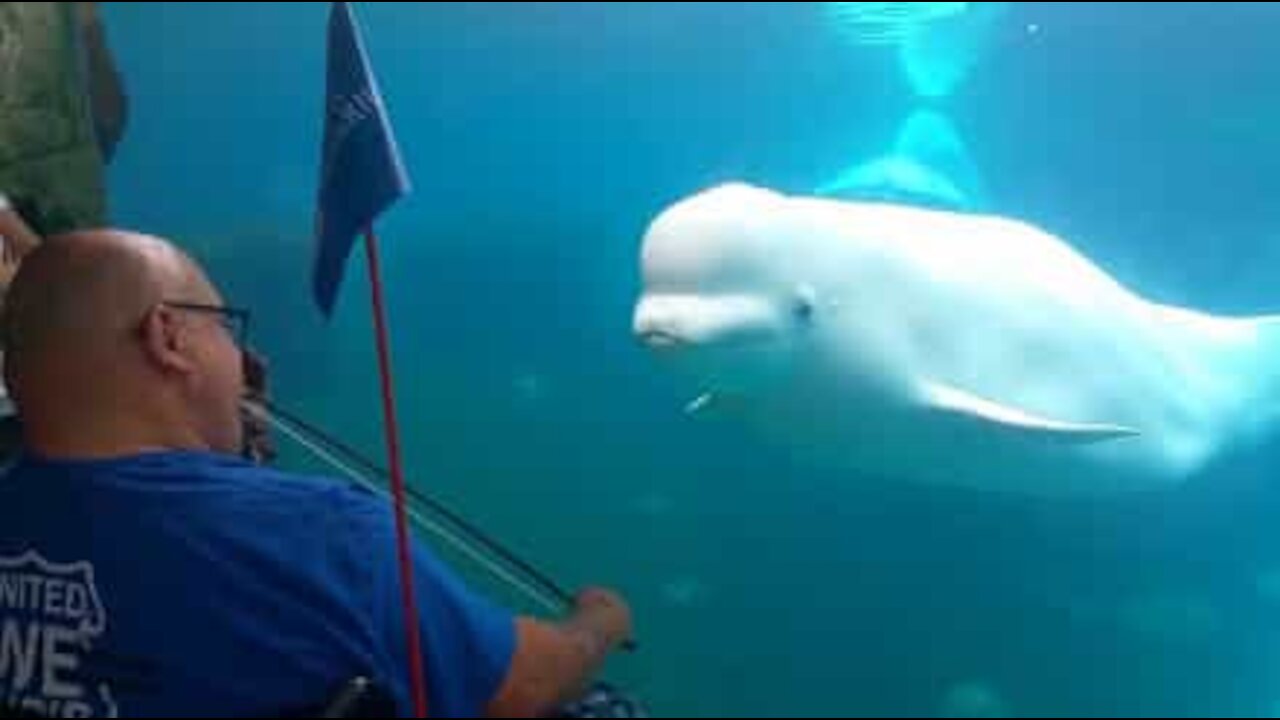 Cette baleine est fasciné par la mélodie du violon